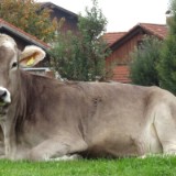 1310F 028 Illerradweg